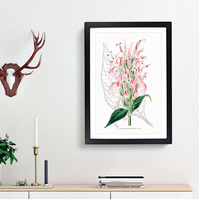 Pink Justicia Flowers - Framed Print, 36cm H x 27cm W x 2cm D, Black Framed