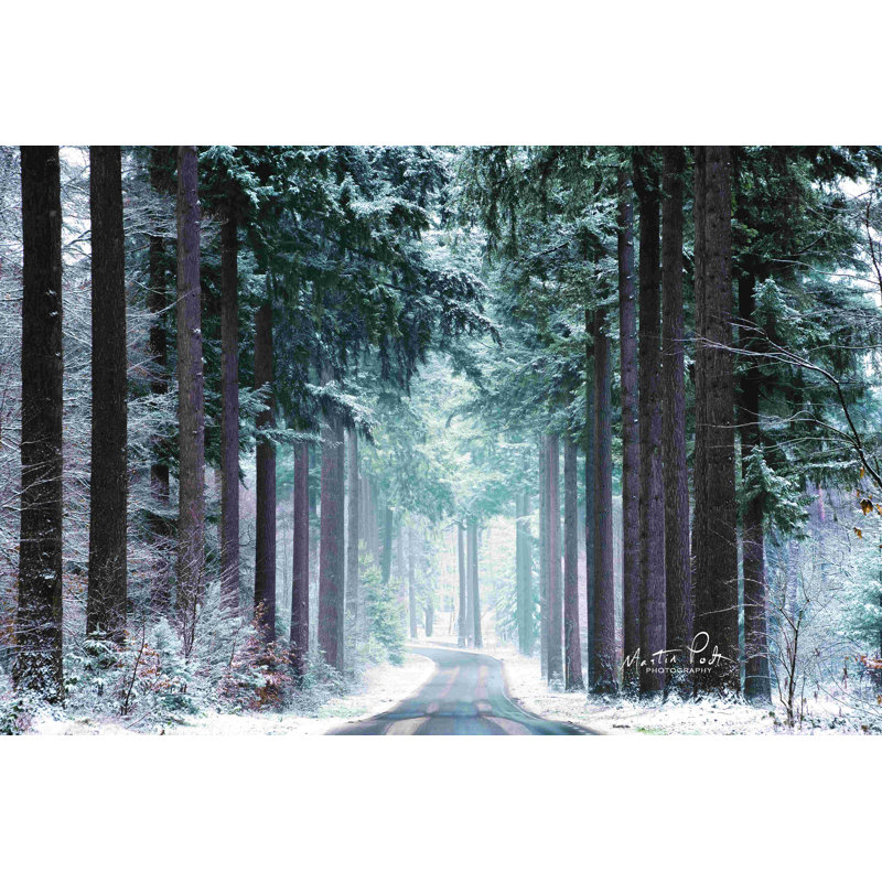 «Pines in Winter Dress» par Martin Podt - impression sur toile tendue, H 32 po x l 48 po