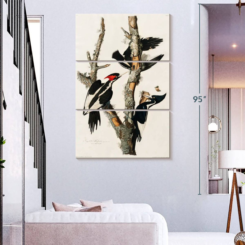 Ivory Billed Woodpecker