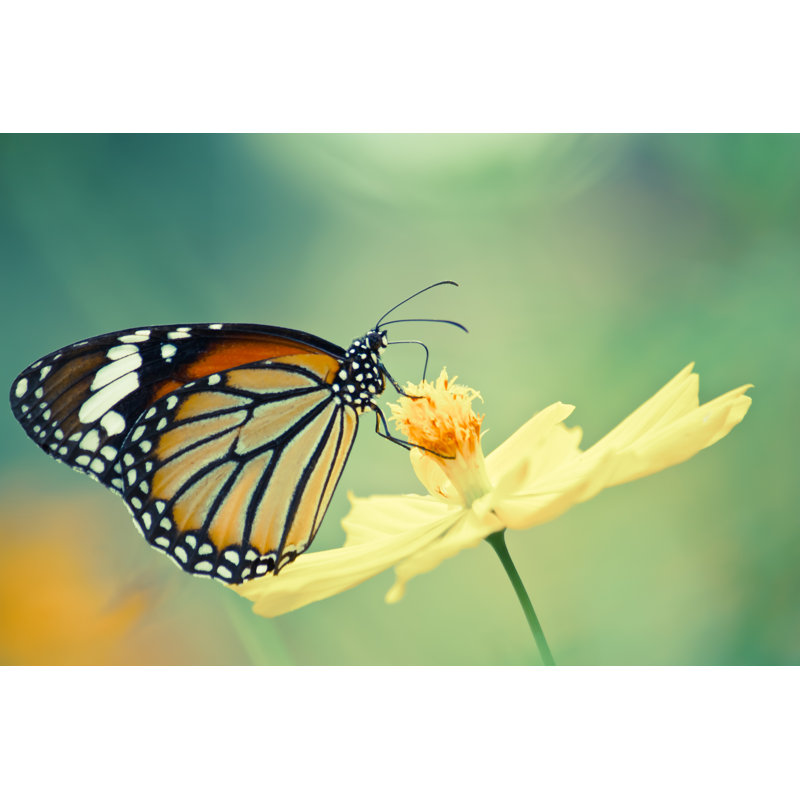 Papillon et fleur - Photographie sur toile tendue, L 12 po x H 8 po