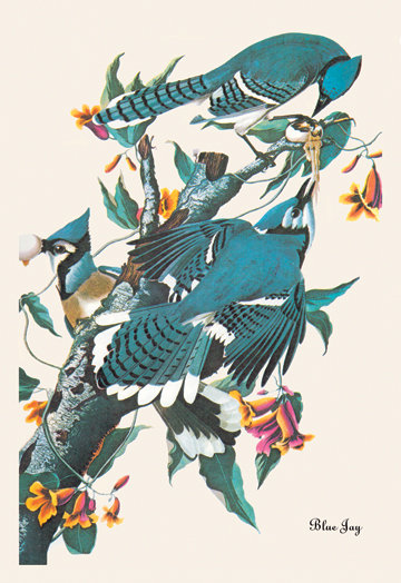 « blue jay », impression sur toile tendue, H 36 po x l 24 po x P 0,75 po
