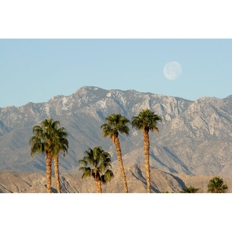 Palm Trees by Mikvivi - Wrapped Canvas Print, 30cm H x 46cm W