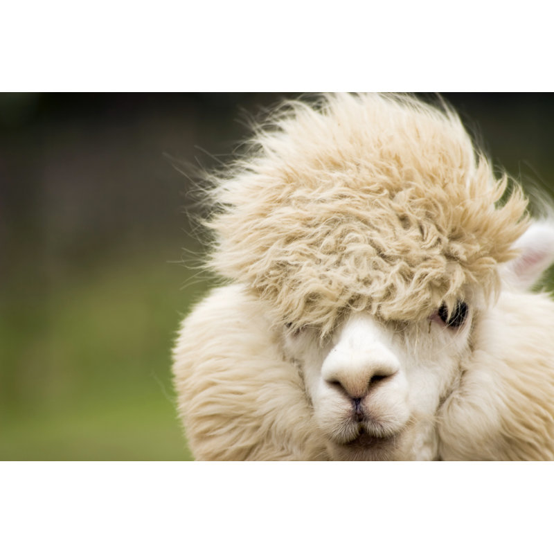 White Alpaca by Ccahill - Wrapped Canvas Print, 81cm H x 122cm W x 3.8cm D