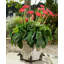 Nellie Weather Resistant Planter Feet