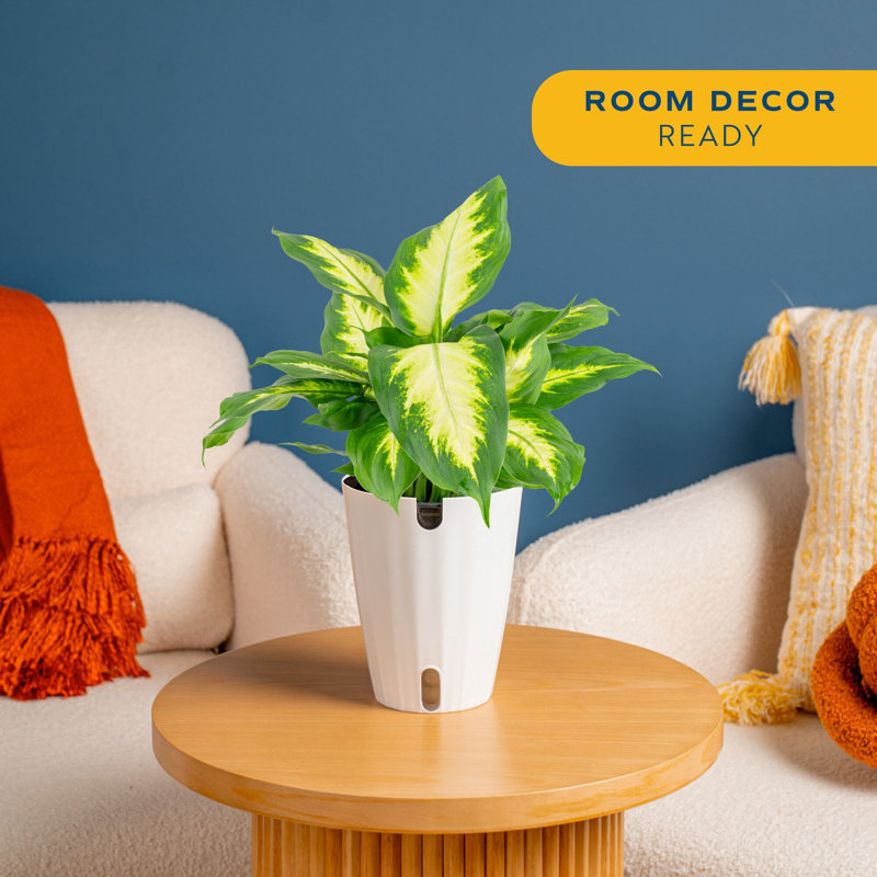 Dieffenbachia Plant in Planter