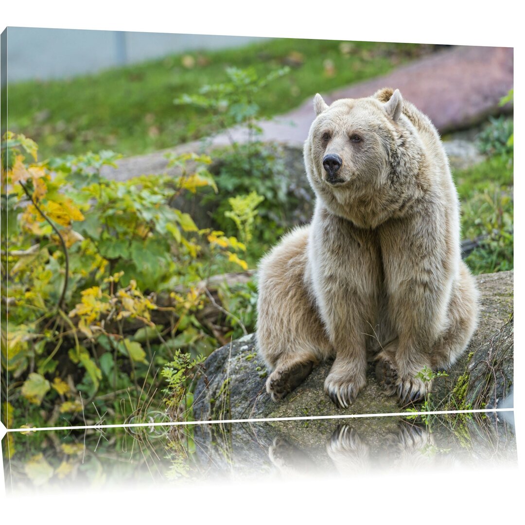 Leinwandbild Niedlicher Grizzlybär auf Stein