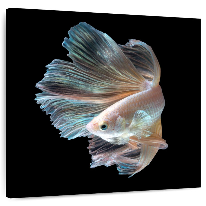Crowle Majestic Siamese Betta Fish, 20" H x 20" W