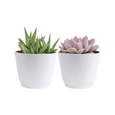 Costa Farms Assorted Succulents