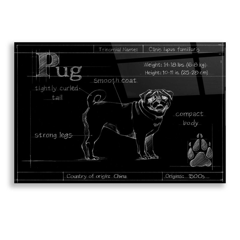«Blueprint Pug» par Ethan Harper, art mural en verre acrylique, H 16 po x l 24 po x P 0,12 po