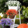 Mixed Arrangement