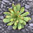 " Echeveria Spruce Oliver "-731427063