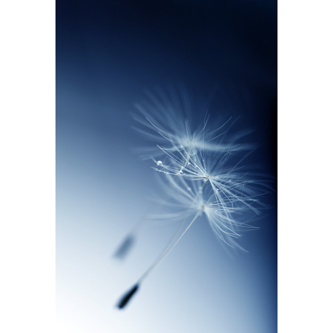 Close Up Of Dandelion Seed von Kamisoka - Leinwanddrucke