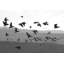 Estuaire - Photographie encadrée sur papier-74856178-87378969