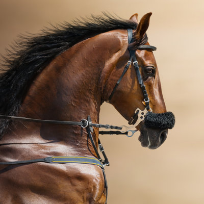 Sports Stallion - Wrapped Canvas Print