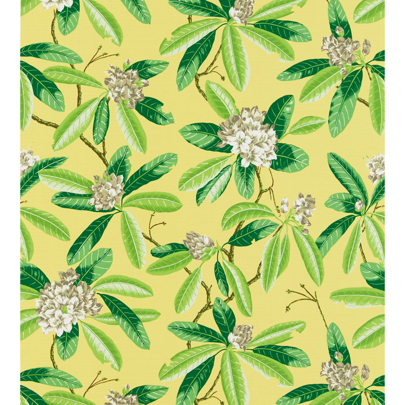 Rhododendron - extérieur, Ananas