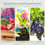 Walton Greenhouse-26700085