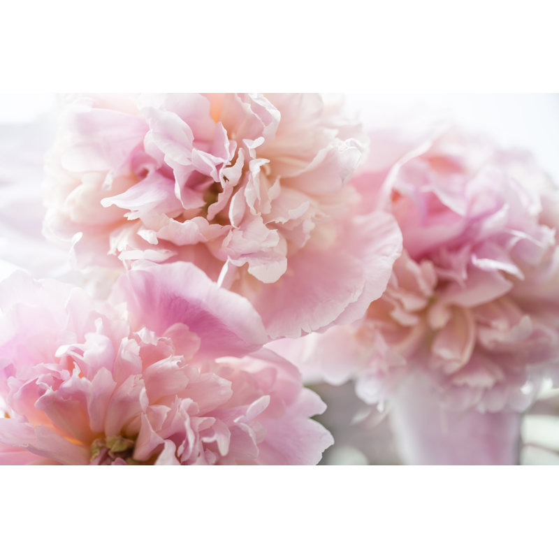 Peonies by BirgitKorber - Wrapped Canvas Print, 51cm H x 76cm W