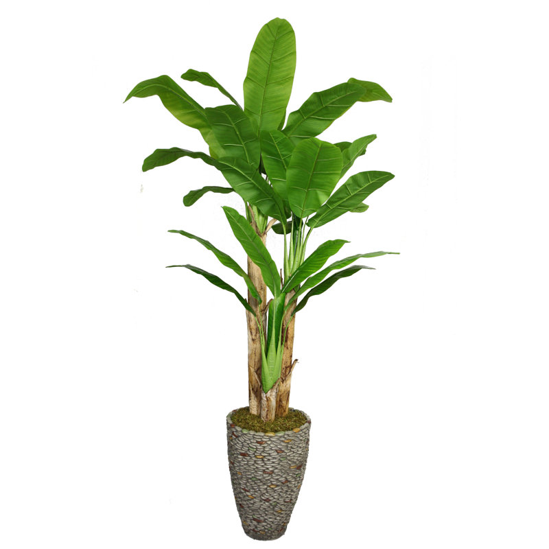 Grand arbre à feuilles de bananier en pot Panama