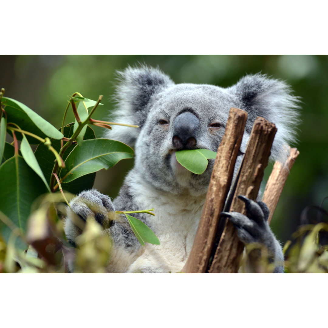 Leinwandbild Koala in Lone Pine Koala Sanctuary in Brisbane, Australien von Manonvanos