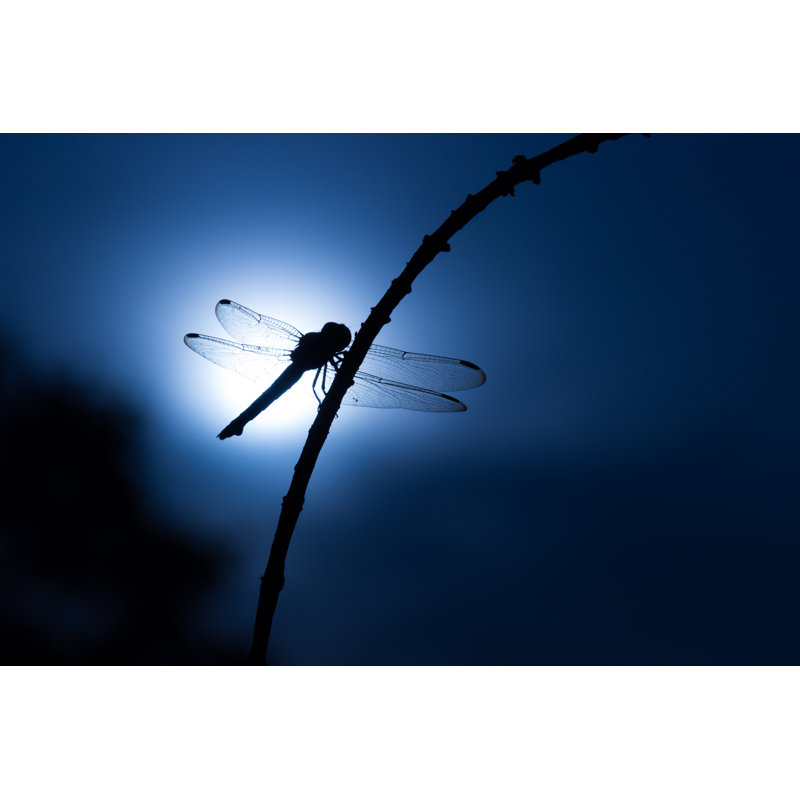 Durst Dragonfly - Wrapped Canvas Print, 81cm H x 122cm W x 3.8cm D