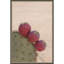 «Modern Close Up Cactus» par Stephanie Klatt, reproduction d'art sur toile encadrée-228167830