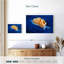 Nudibranche rougeoyant-1042062333
