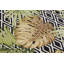 Brown/Green Indoor/Outdoor Rug-84974738