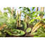 Tropical Fruits Earthenware Dessert Bowl