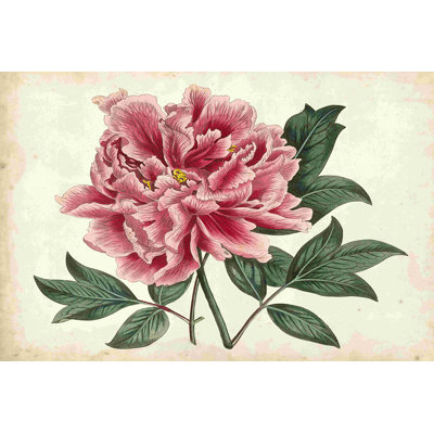 " Peony Garden I " by Curtis Painting Print