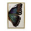 Toile d'aile de papillon classique par Melissa Wang-32420888-18274519