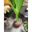 Petite statue de tulipe en pot