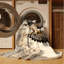 Tapis lavable Peregrine Falcon Birds-661656501