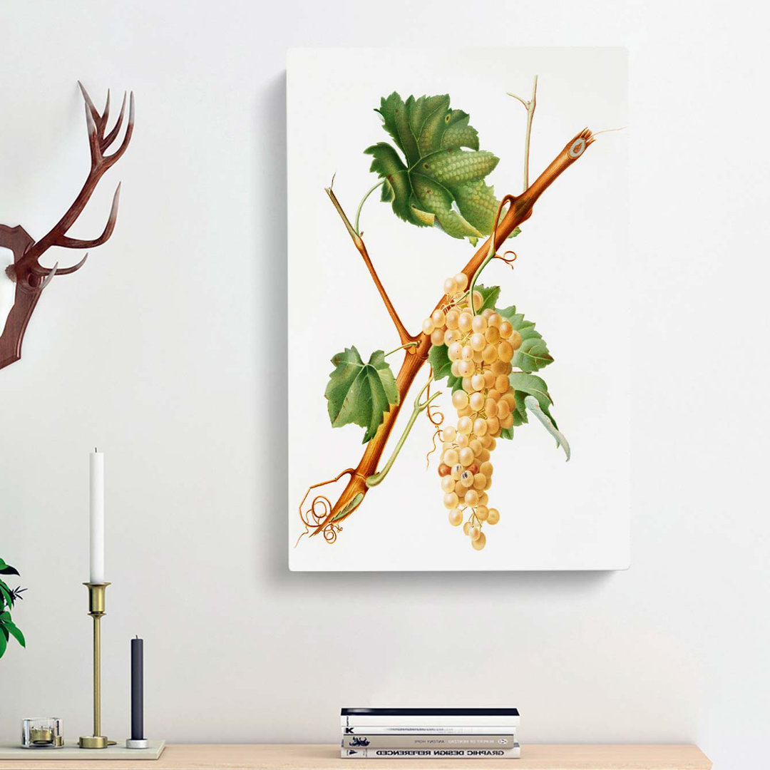 Vermentino Grapes by Giorgio Gallesio - Wrapped Canvas