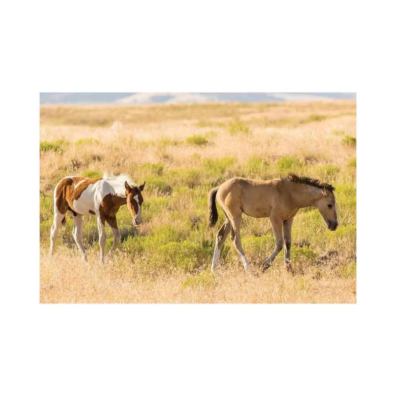 USA, Utah, Tooele County. Wild Horse Foals Walking. by Jaynes Gallery - Wrapped Canvas Print, 20.32cm H x 30.48cm W