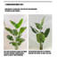 Simulation de banane grande plante verte-111038292-111038293