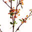  BAIE BRANCHE 48,5 pouces