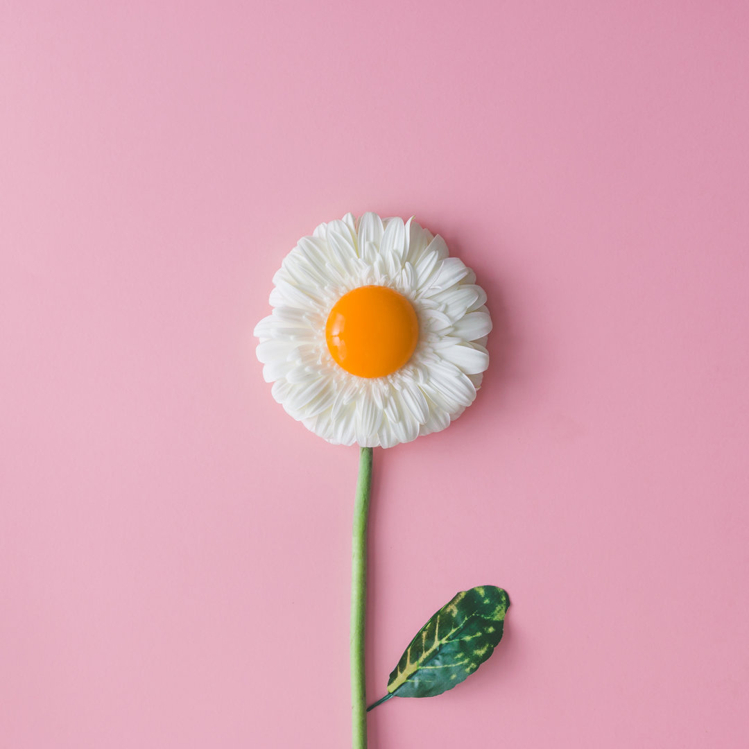 Leinwandbild Daisy Flower with Egg Yolk von Ivan101