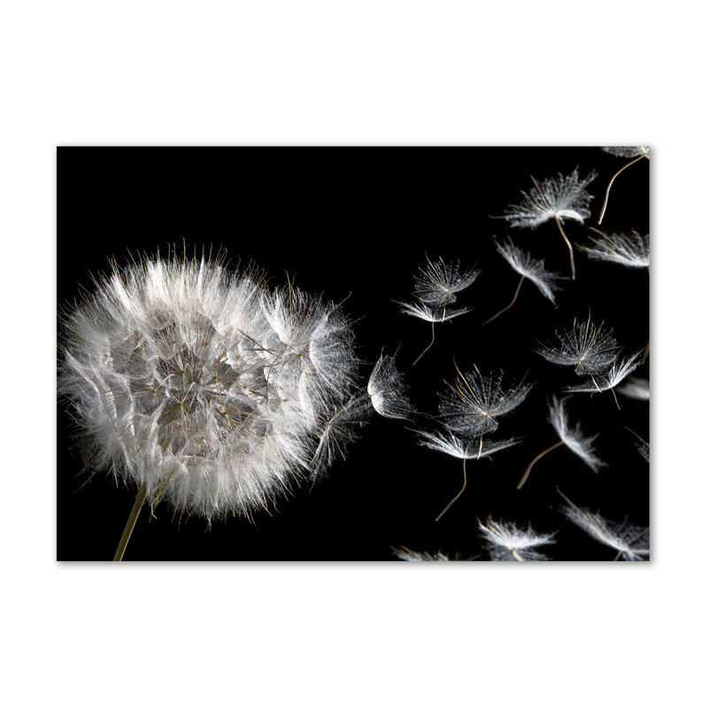 Dandelion - Wrapped Canvas Print