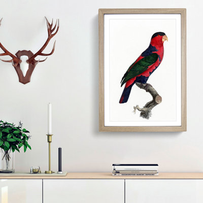 A Black-Capped Lory by F. Levaillant - Framed Print