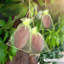 Sacs de protection des fruits-100000683