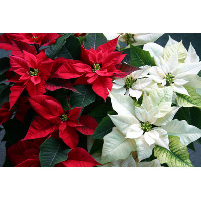 Christmas Poinsettias by Zennie