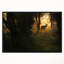 «Deer in Sunset in Deep Forest», reproduction de photo sur toile tendue-26692833