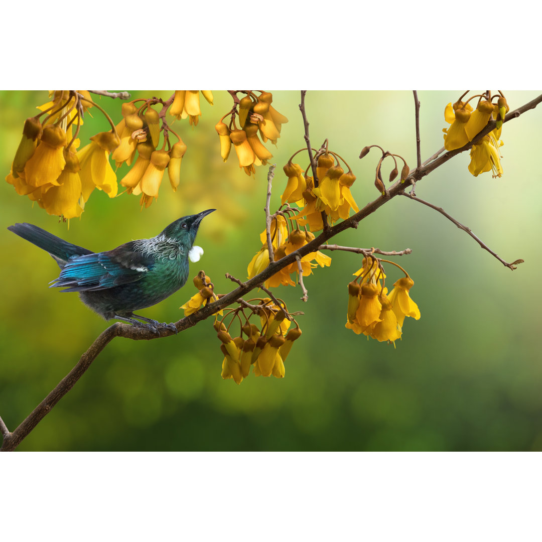 Leinwandbild Neuseeland Einheimischer Vogel Tui auf Kowhai-Baum sitzend