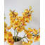 Cream Cymbidium Orchid 33"-1398070698