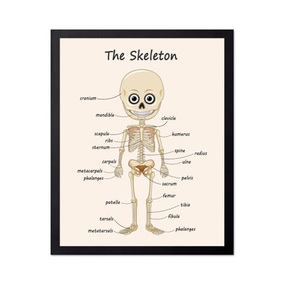 The Skeleton
