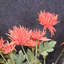 Arrangement floral de marguerite artificielle de 28 po pour remplissage de vase-562558363