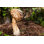 " Matsutake Mushroom "
