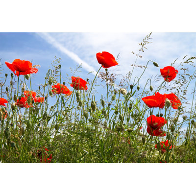 Blooming Poppy Field by HaraldBiebel - Wrapped Canvas Print