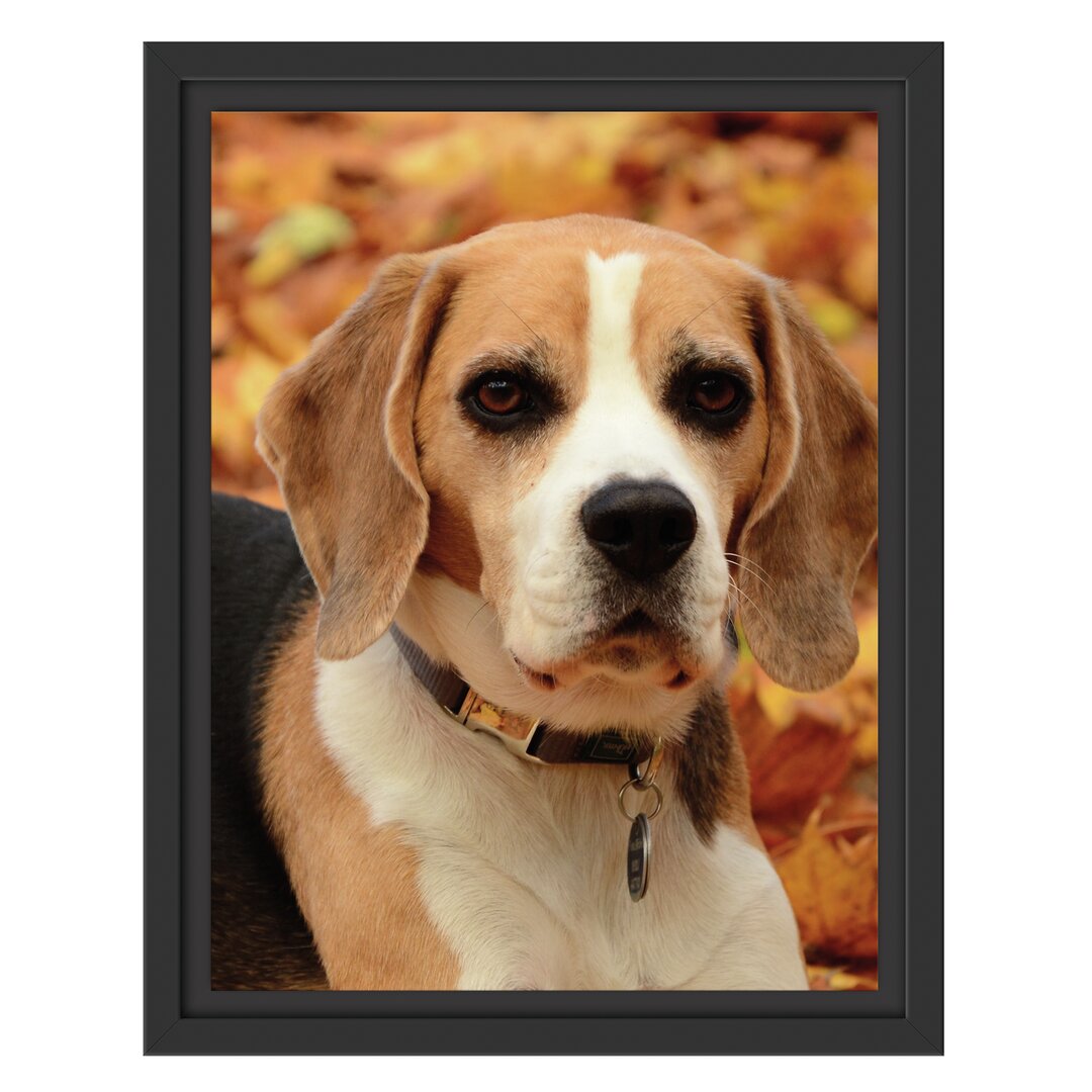 Gerahmtes Wandbild kleiner BeagleLaub