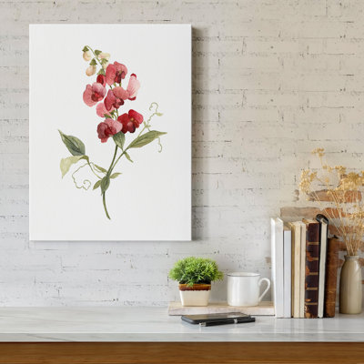 " Scarlet Sweet Pea "